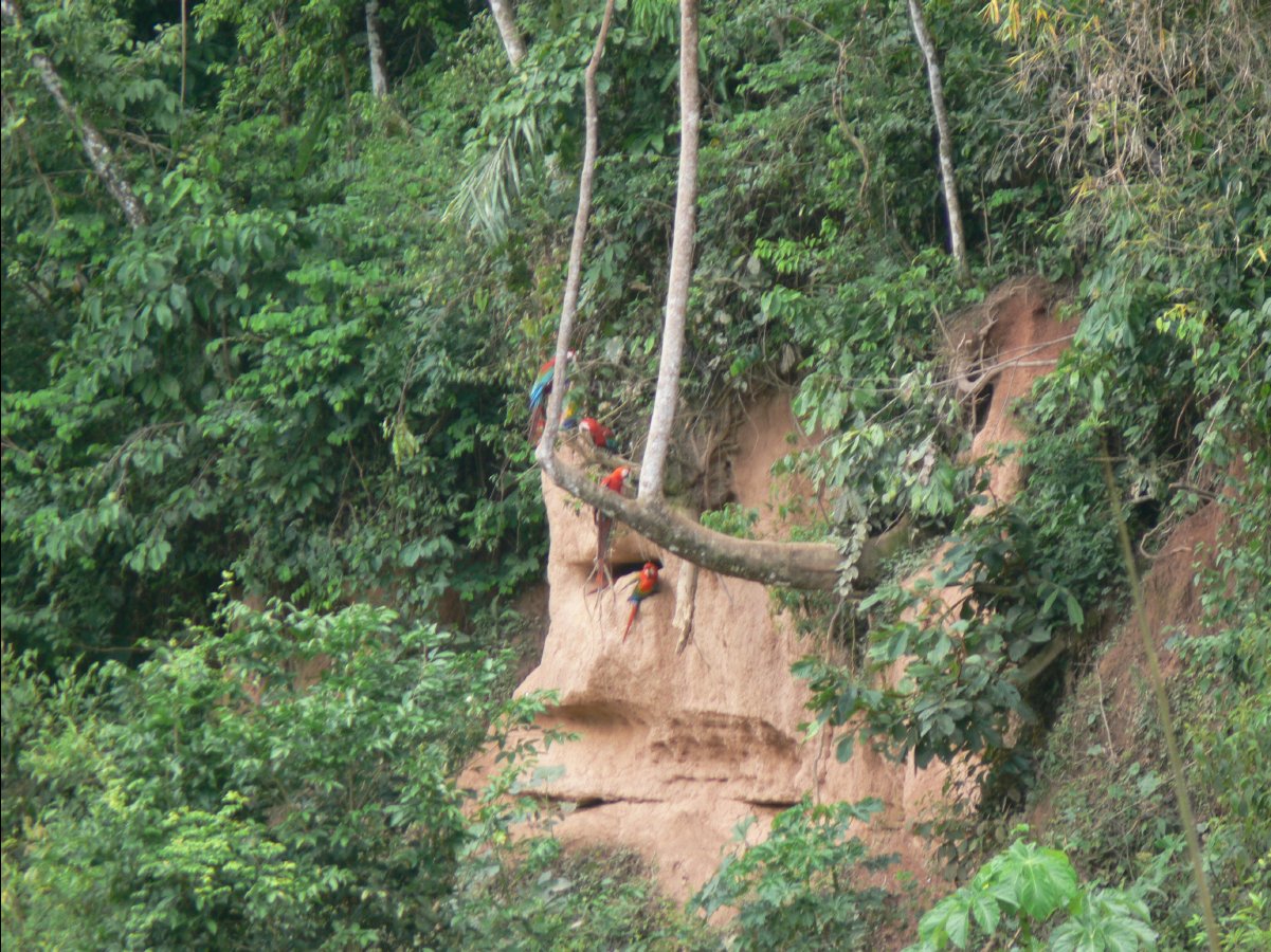 Macaw watching60